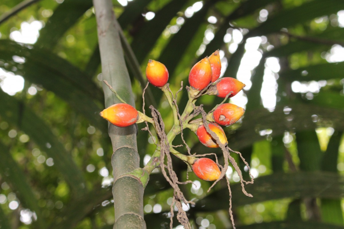 2 Angiosperms (Flowering Plants) - II - Monocotyledons